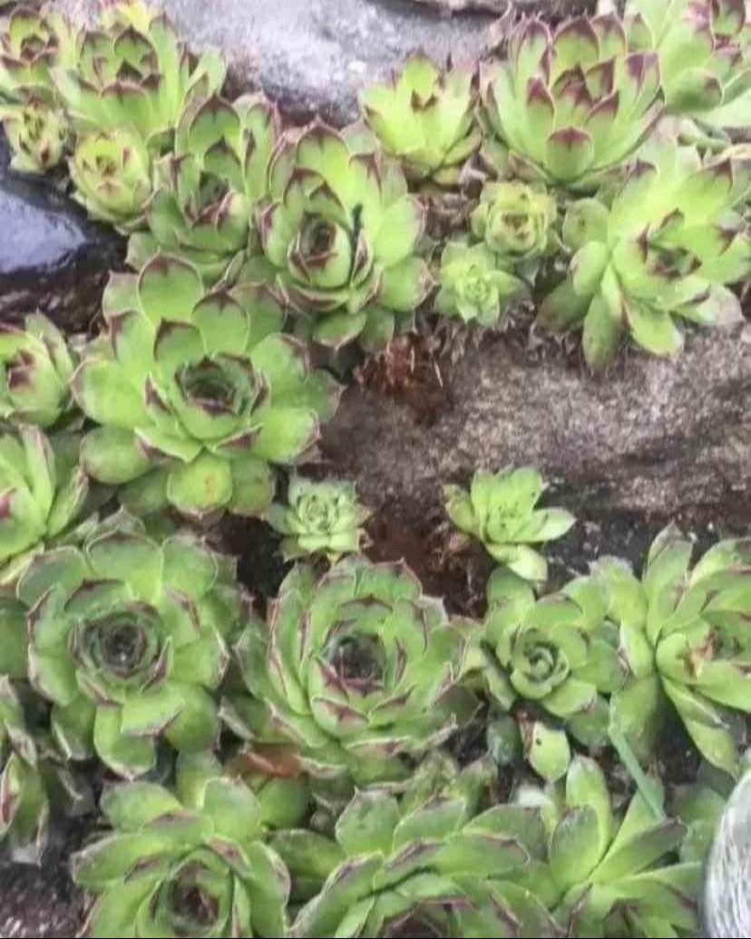 Outdoor Plants - CHICKS & HENS - Succulents