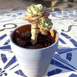 Succulent Plant 4” Pot 