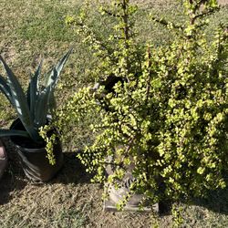Great Selection Of Plants