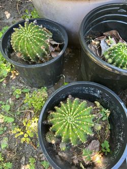Beautiful Cactus Flower Plant