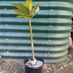 Plumeria Tree