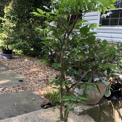 Vietnamese Water Jasmine 