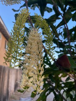 Flowering Macadamia Nut Tree