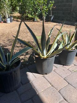 Century plant / agave