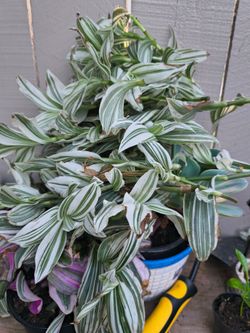 Tradescantia