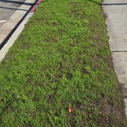 Sprinklers For New Grass 