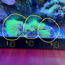 Salt Water Fish Tank Decorations 