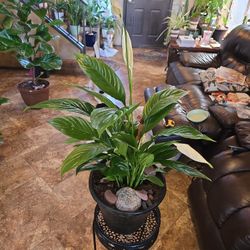 Live Peace Lilly Plant In 10in Pot With Stones