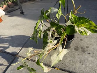 Syngonium podophyllum 'Albo-Variegated'  6 inches pot , $30 cash , no trade