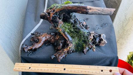 Aquarium driftwood with Java moss