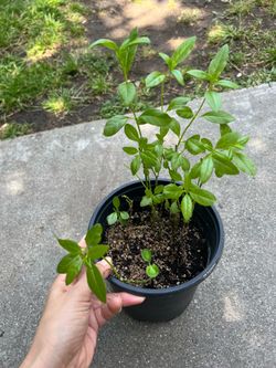 Mexican tropical monarch butterfly milkweed food plant