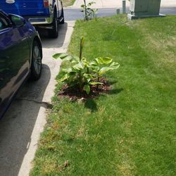 Banana plants