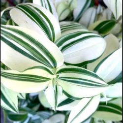 Tradescantia Variegated pistachio Albo plants Big Cascading In 6” Pot 