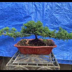 Bonsai Plants For Sale $50 Each Many To Choose From