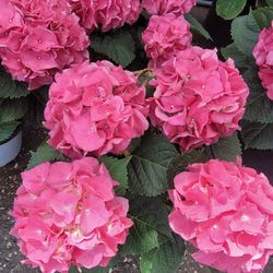 Hydrangeas 