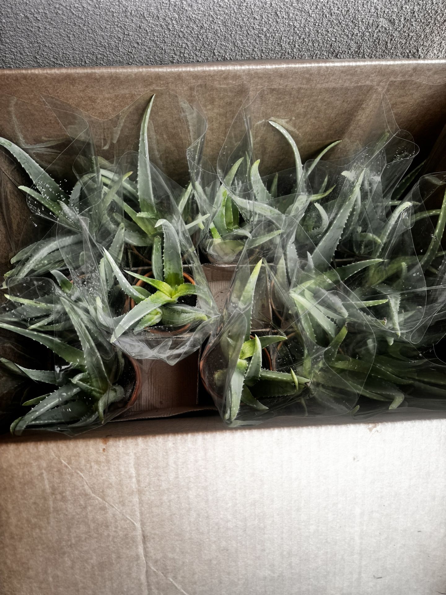 Aloe Vera (savila)