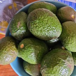Avocados   4 🥑  For 3$