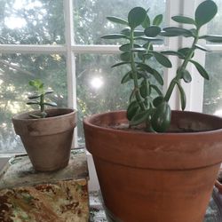 "Friendship Plants" Jade Succulents 
