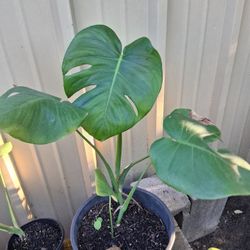 Monstera Deliciosa 