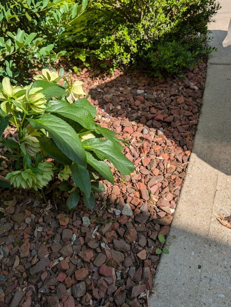 Free Rake And Take Red Landscaping Rock