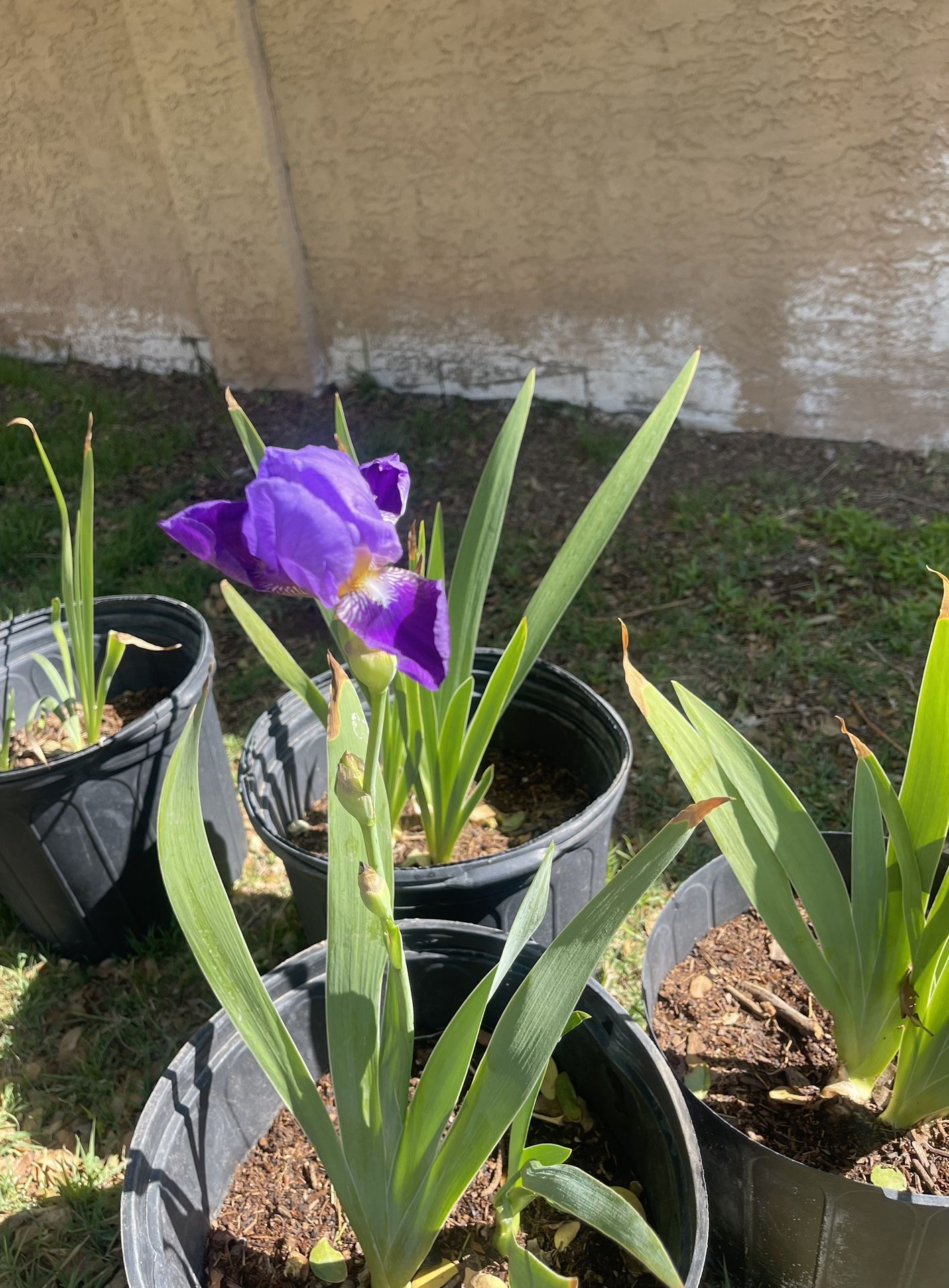 Purple Bearded Iris Plants $25 Each Or 2 Or More At $20
