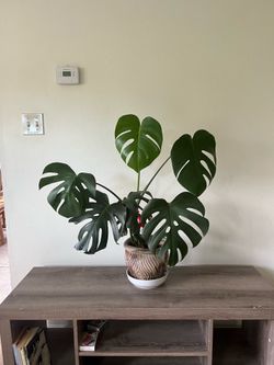 Healthy and Vibrant Monstera