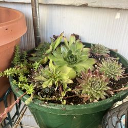 Hens and Chicks