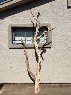 Manzanita Wood trees now in stock