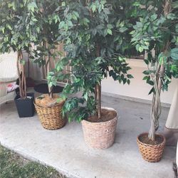 Artificial’s Plants 