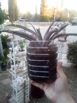 Rare Spotted Aloe Plant 🌵 Easy Care • Unique Look • Low Water
Aloe Exótico con Manchas 🌵
