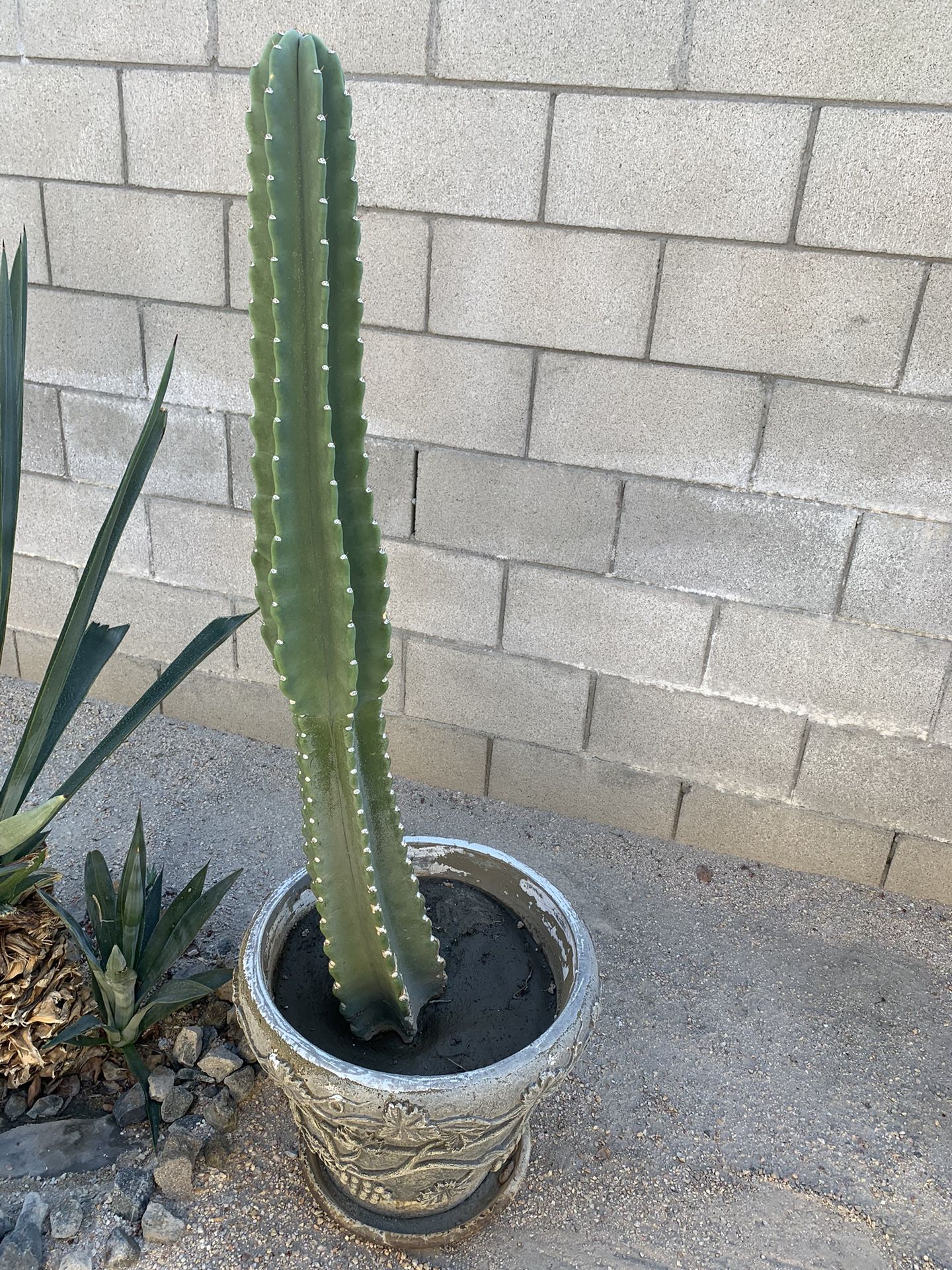 Cactus Plant