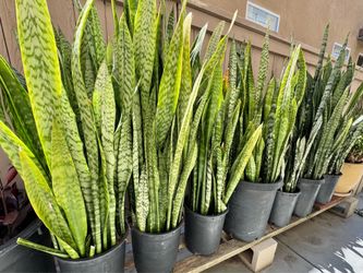 Snake Plants