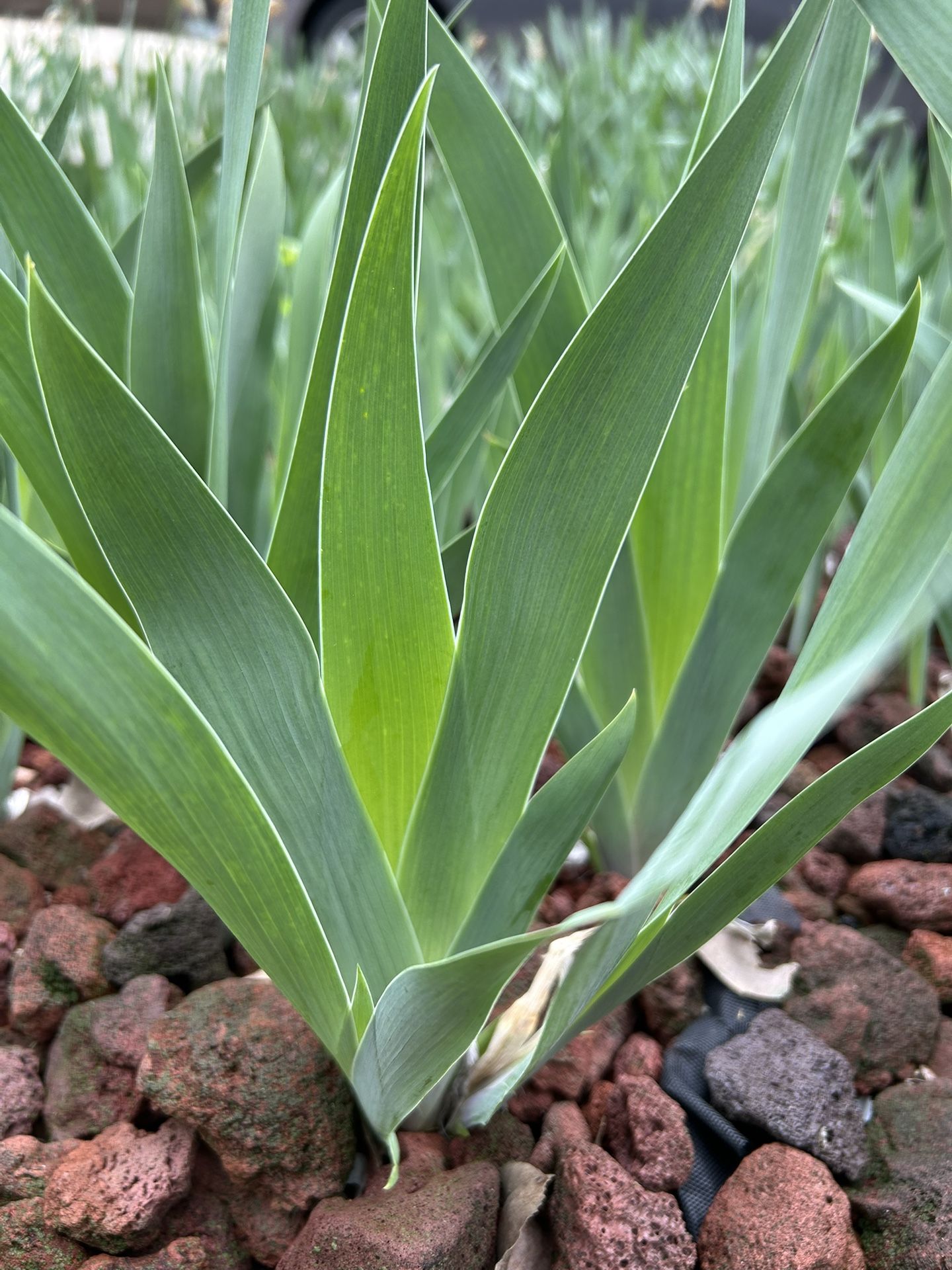 Yellow Iris