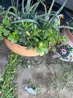 Terracotta Bowl Planter with Succulents on Metal Stand
