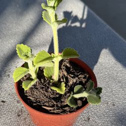Cuban Oregano