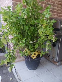 Plant
