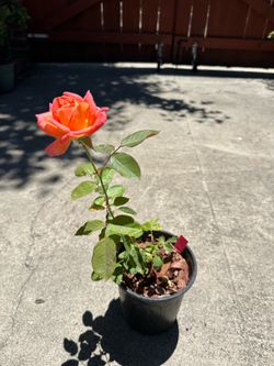 Potted Pink Rose Plant