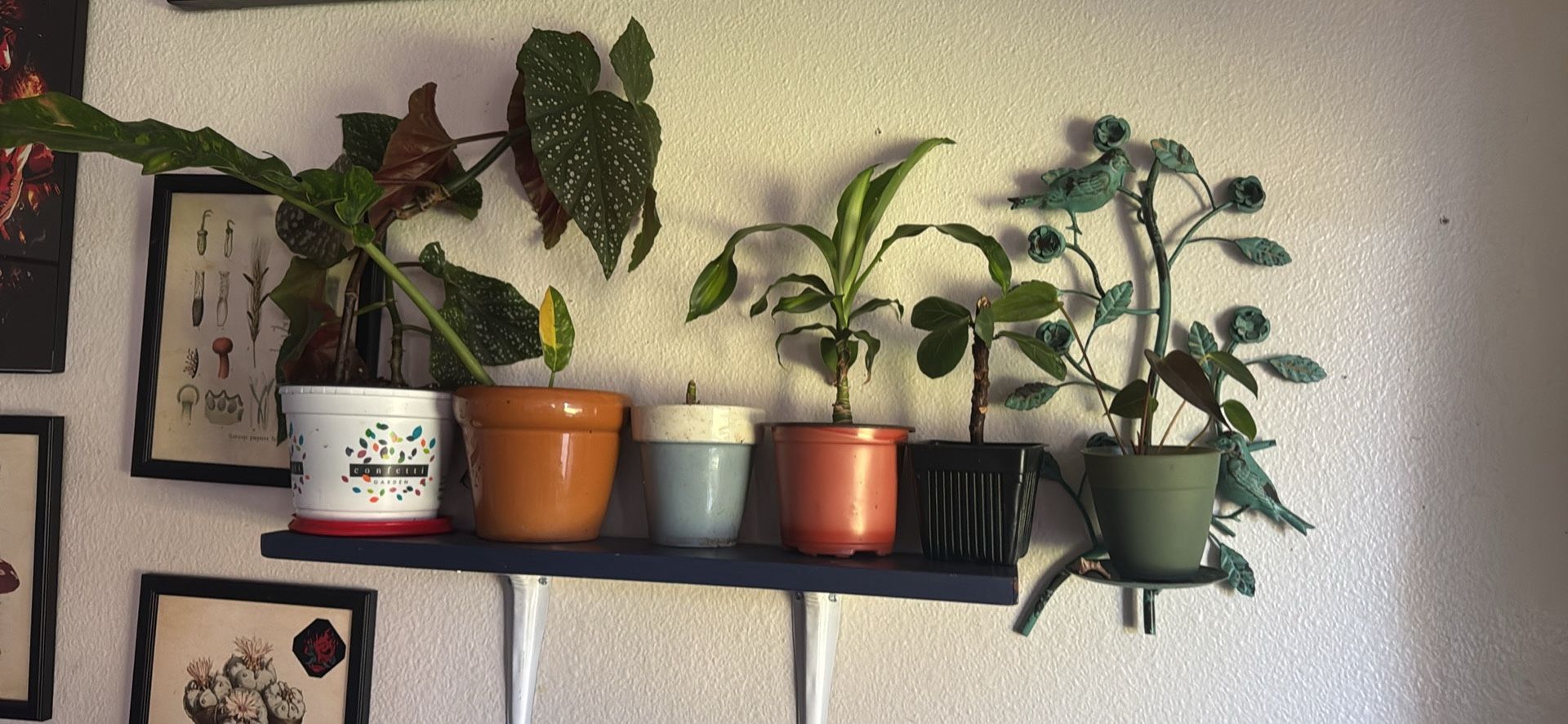 plants