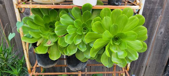 1 Gal  Succulents $15 for all 4