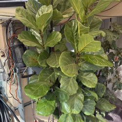 Fig Leaf Plant