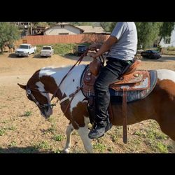 Saddle 
