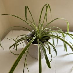 Spider Plant. 