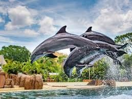 Seaworld tickets/boletos 