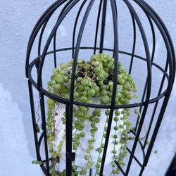 String Of Pearls Succulent In A Hanging Birdcage