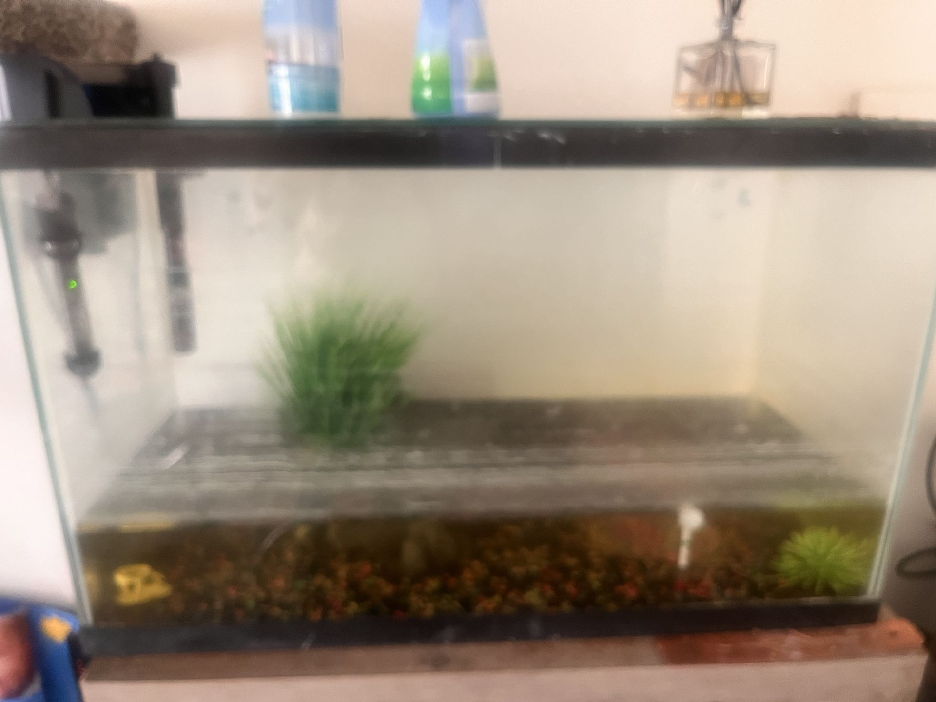 Fish Aquarium