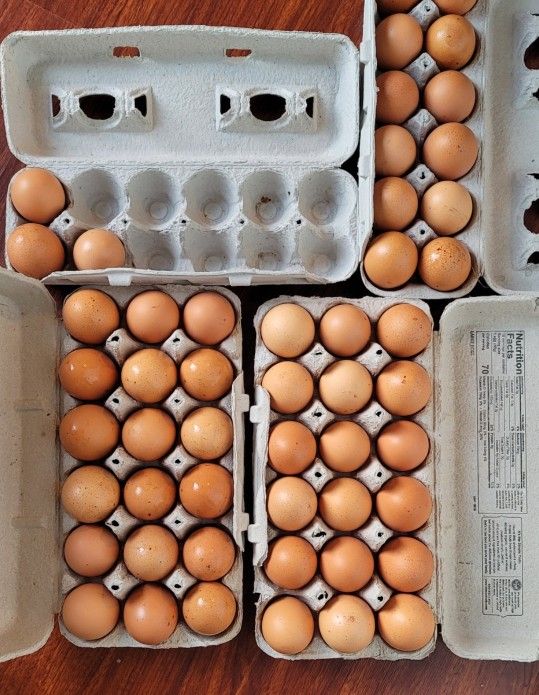 Farm Fresh Eggs 