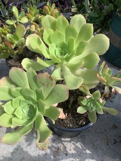 Plants 🪴 