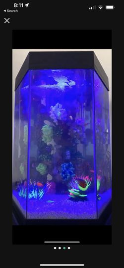 20 Gallon Fresh Water Fishtank
