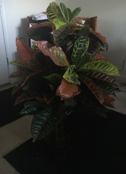 Flower decor