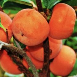 Four Seasons Fruit Trees 